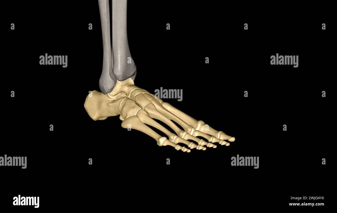 Le pied humain est une structure mécanique forte et complexe contenant 26 os, 33 articulations 3d illustration Banque D'Images