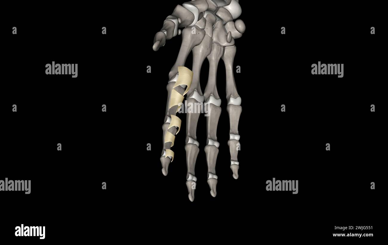 Le ligament annulaire est une structure complexe formée de la capsule, du complexe ligamentaire latéral collatéral et du muscle supinateur qui agissent à l'unisson Banque D'Images