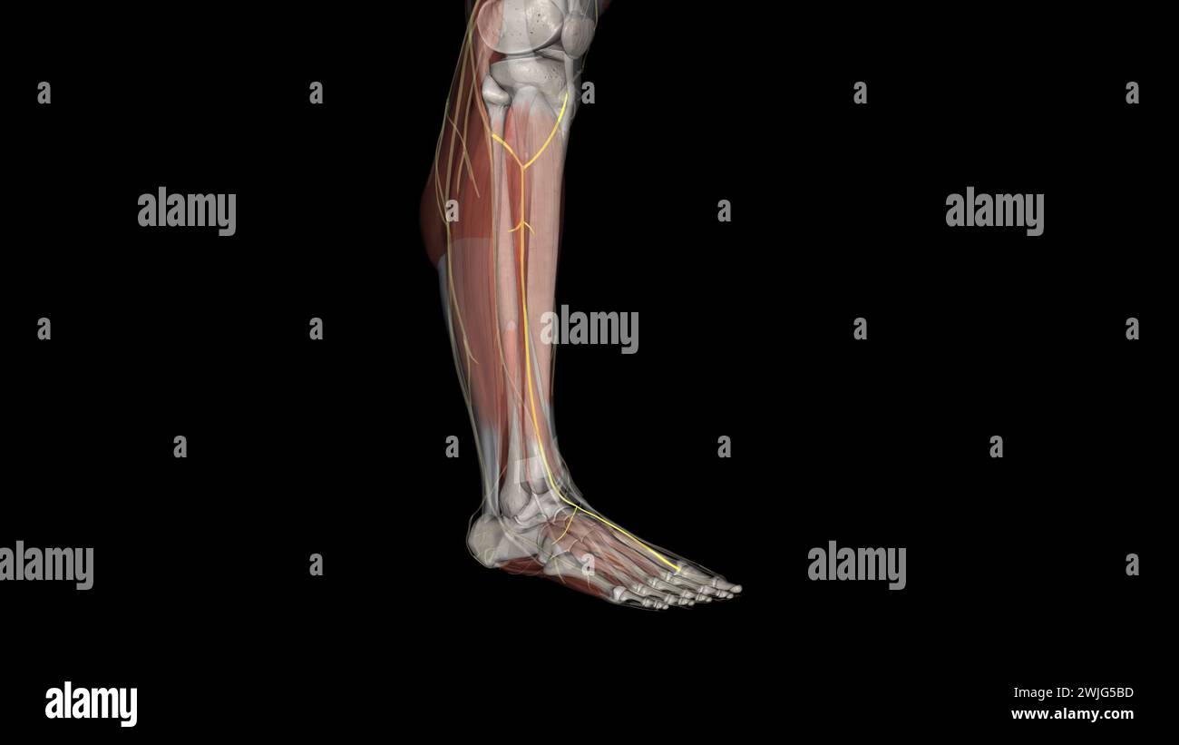 Le nerf péronier profond, également appelé nerf fibulaire profond, est un nerf périphérique du mollet. Banque D'Images