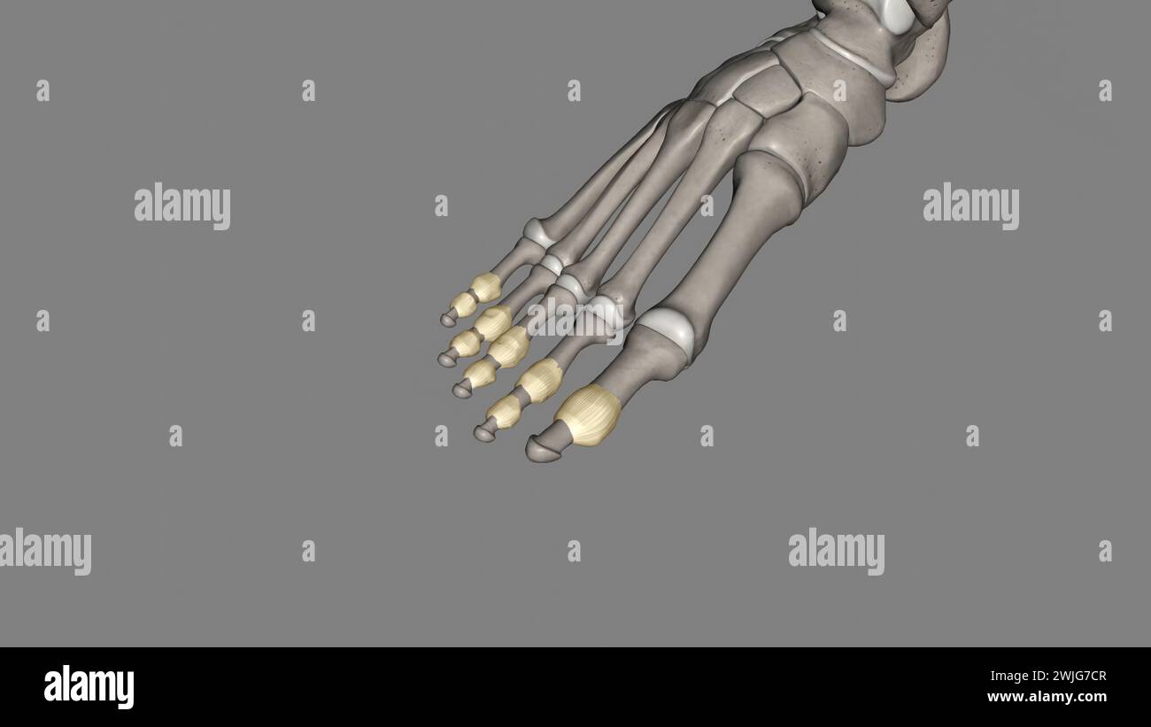 Les articulations interphalangiennes du pied se trouvent entre les os de phalange des orteils dans l'illustration des pieds 3D. Banque D'Images