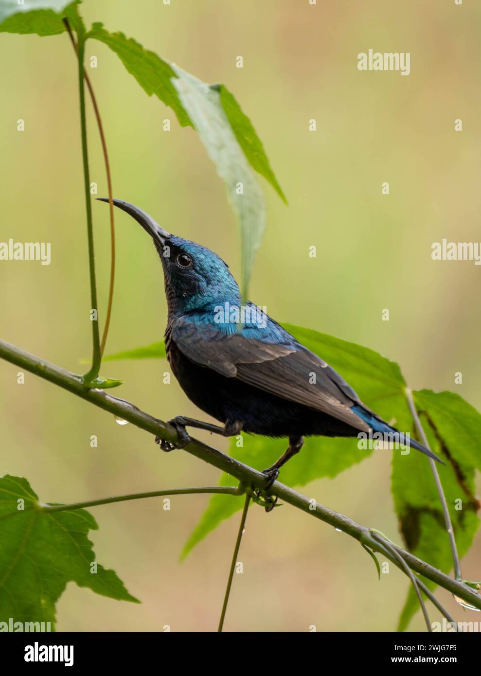 Les oiseaux de soleil et les chasseurs d'araignées forment la famille des Nectariniidae des passereaux. Ce sont de petits passereaux minces de l'ancien monde, généralement avec Banque D'Images