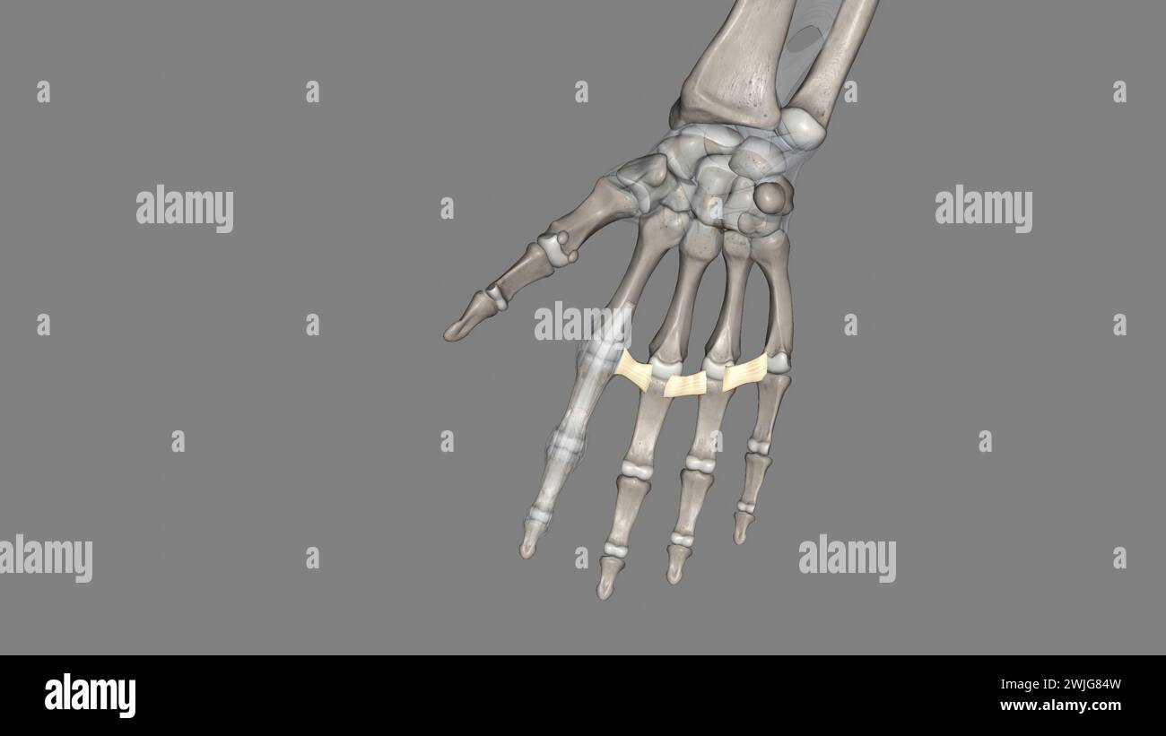 Le ligament métacarpien transversal profond relie les surfaces palmaires des articulations métacarpophalangiennes de tous les doigts de la main sauf le pouce 3D. Banque D'Images