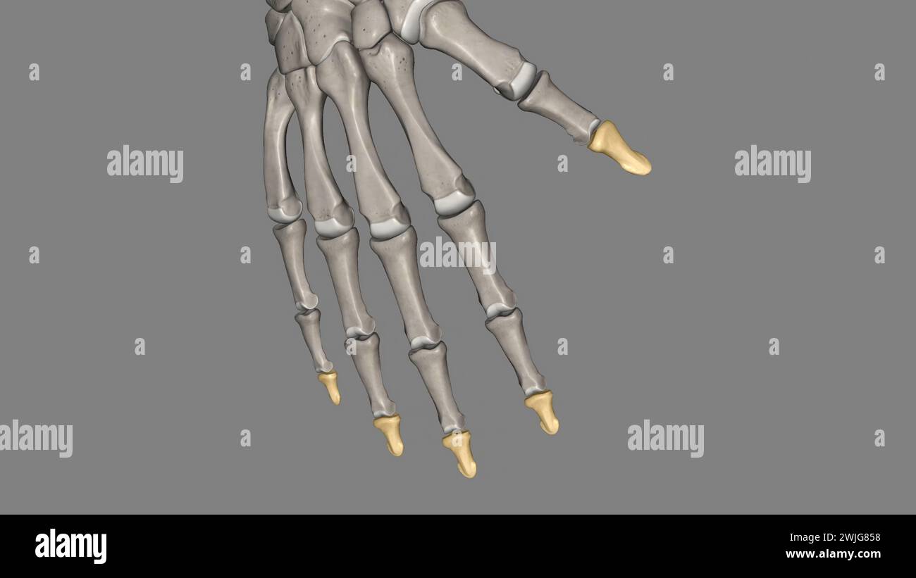 La phalange distale du pouce est un os court avec une touffe arrondie à l'extrémité qui forme une articulation avec la phalange proximale 3D. Banque D'Images