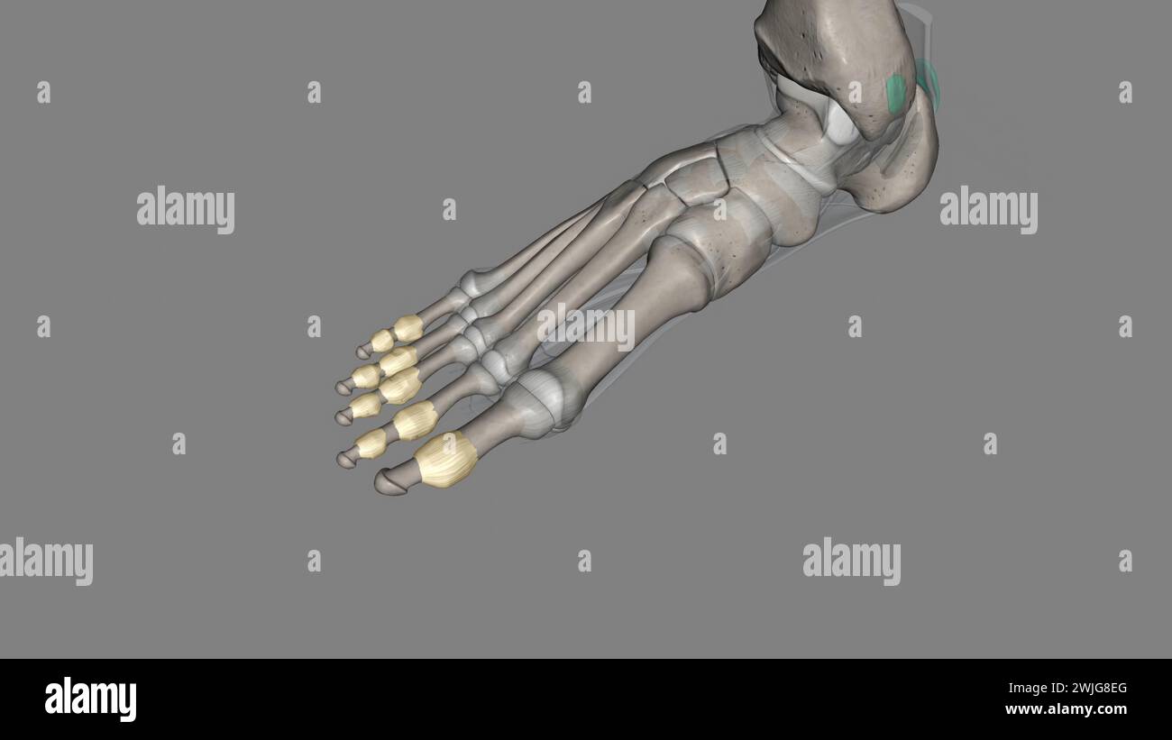 Les articulations interphalangiennes du pied se trouvent entre les os de phalange des orteils dans l'illustration des pieds 3D. Banque D'Images