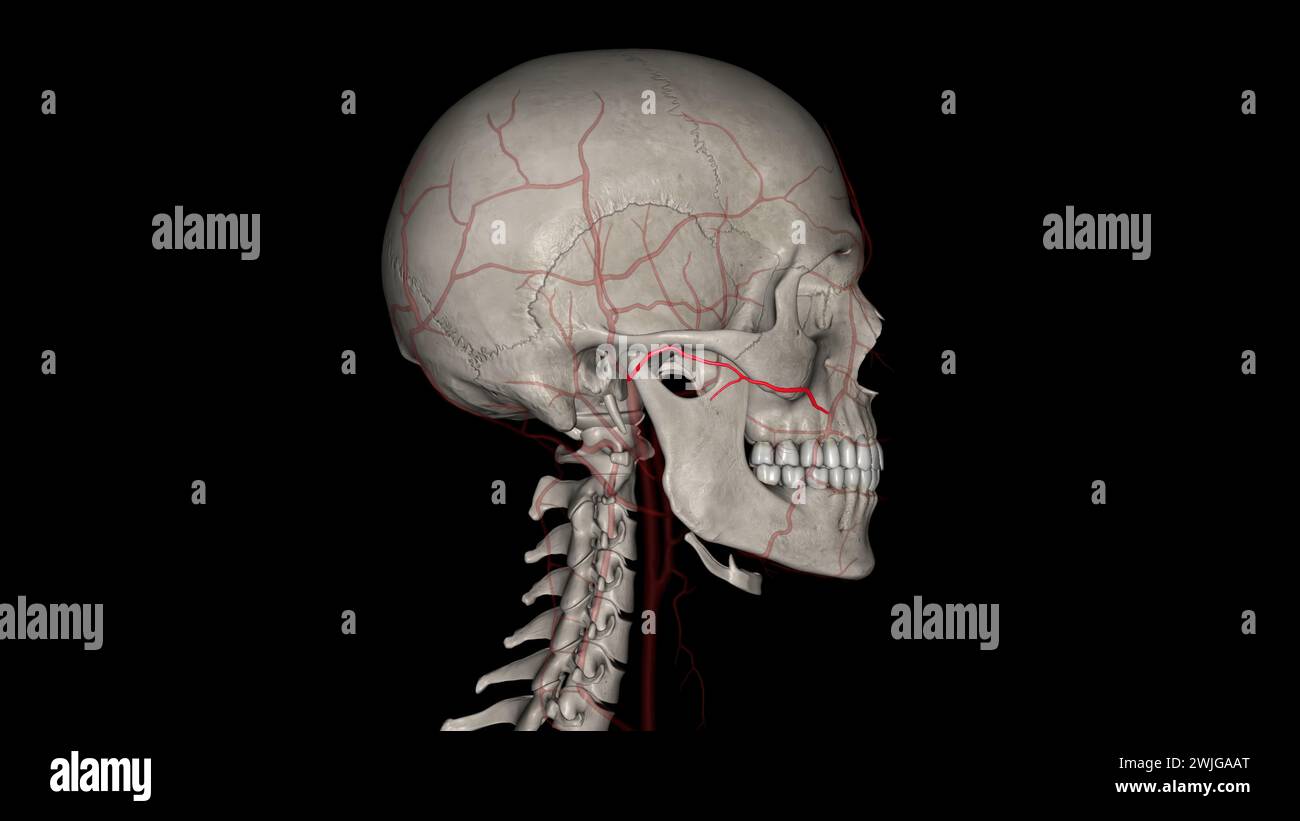 L'artère faciale transversale (AFT) est une branche de l'artère temporale superficielle qui perfuse l'illustration 3d de la face latérale Banque D'Images