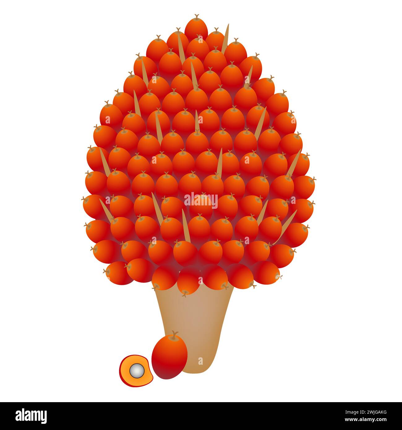 Fruit d'huile de palme isolé sur un fond blanc. Illustration de Vecteur