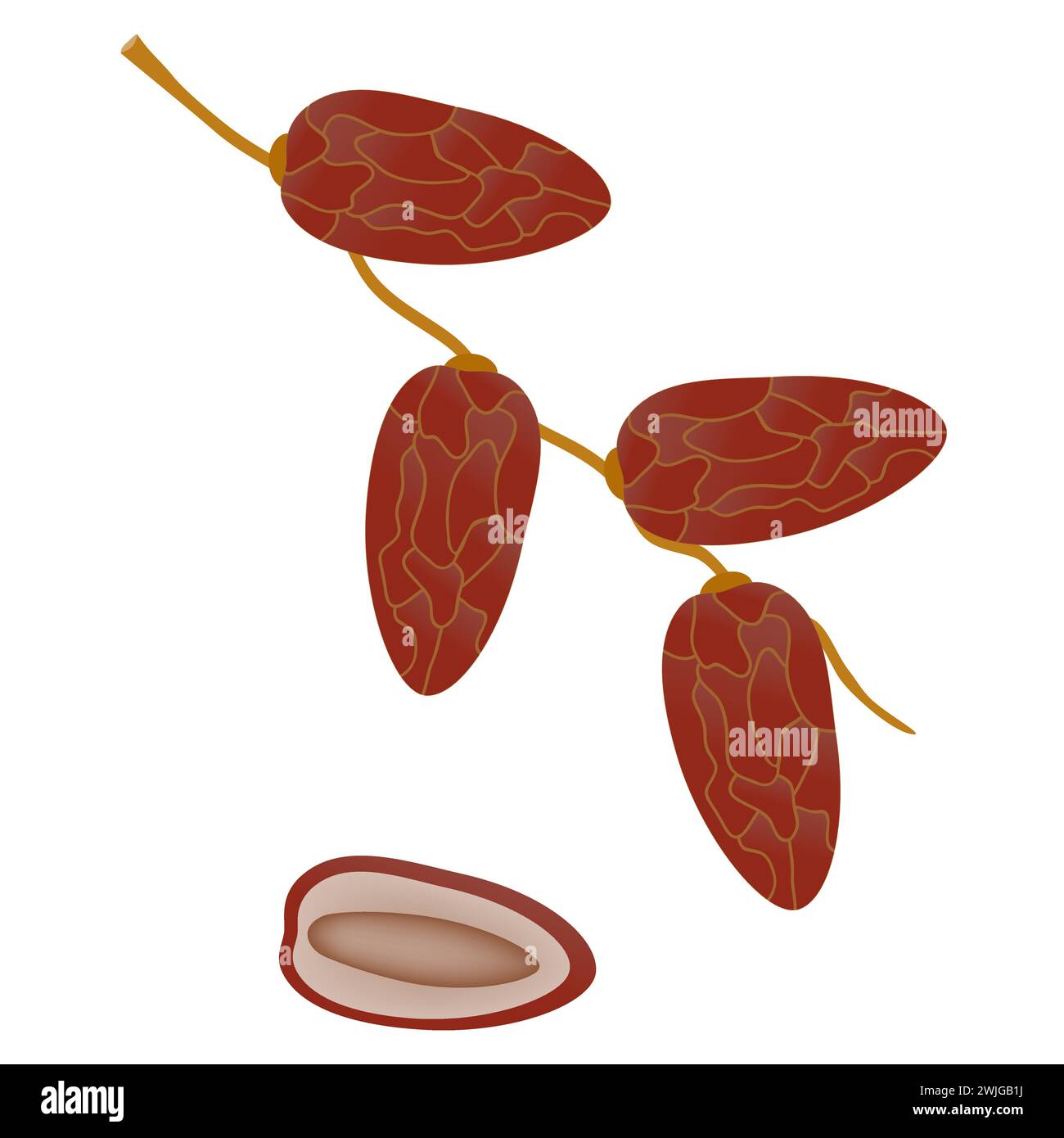 Dates fruits sur une branche isolée sur fond blanc. Illustration de Vecteur