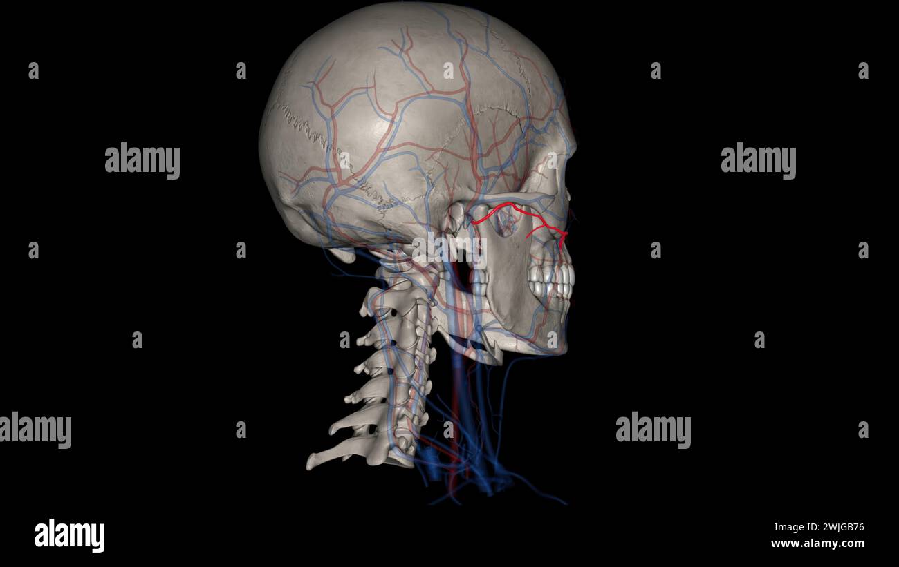 L'artère faciale transversale (AFT) est une branche de l'artère temporale superficielle qui perfuse l'illustration 3d de la face latérale Banque D'Images