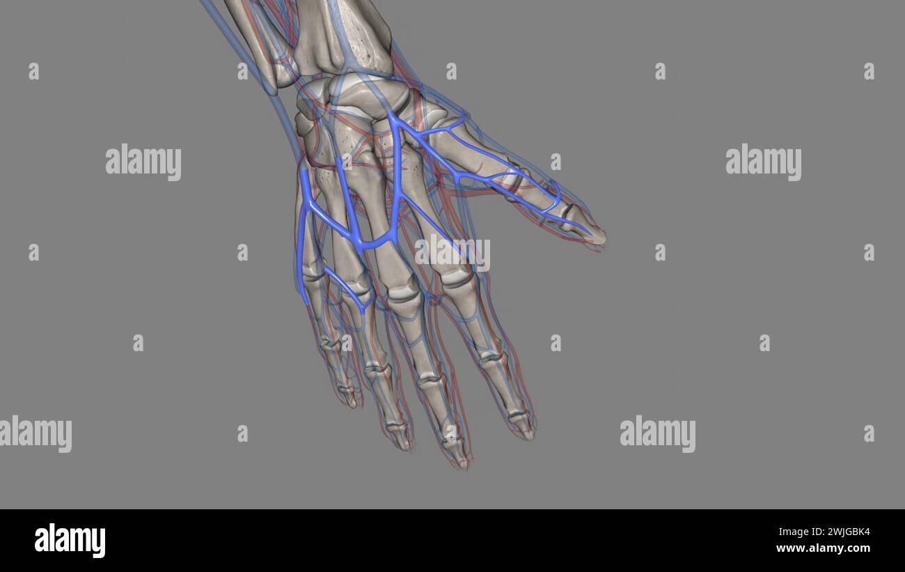 Anatomie vasculaire de la main Banque de photographies et d’images à