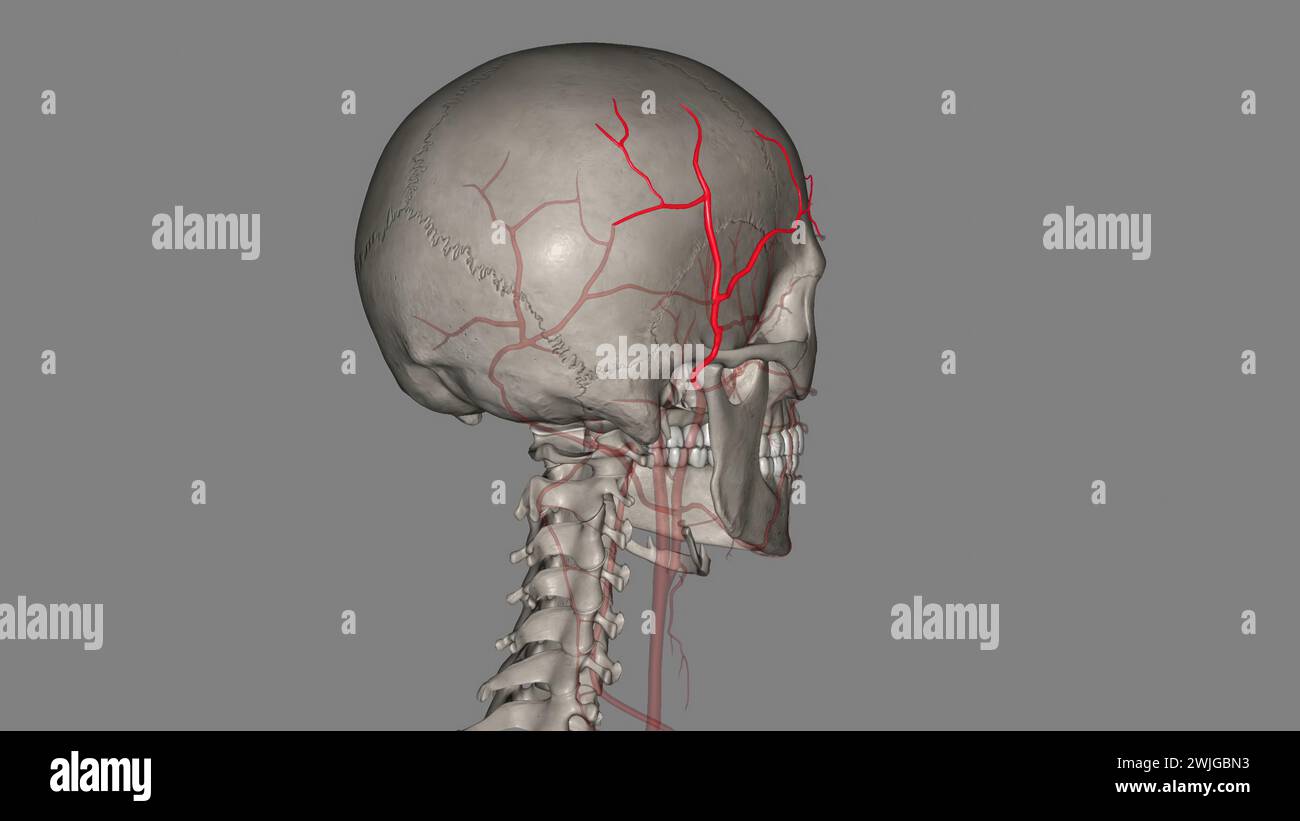 L'artère temporale superficielle est une branche terminale de votre artère carotide externe, qui est dans votre cou illustration 3D. Banque D'Images