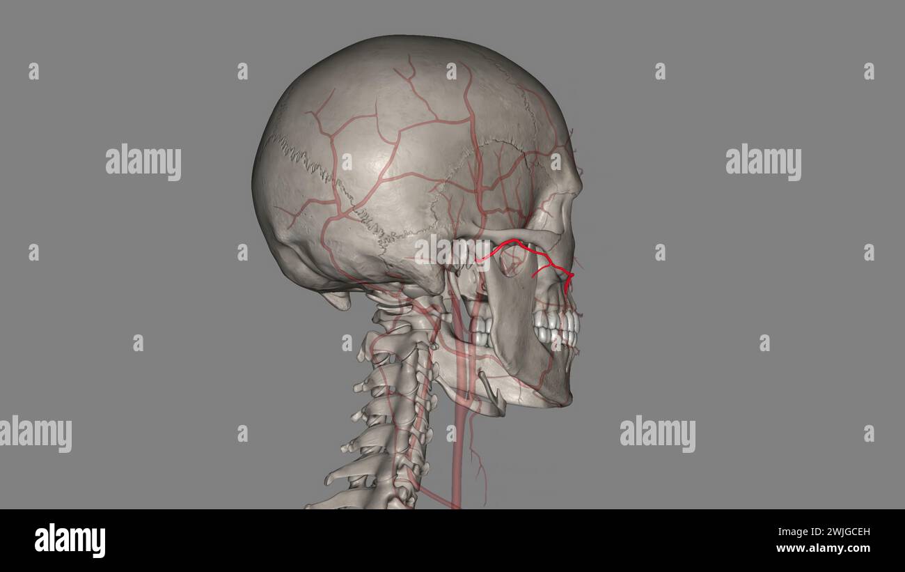 L'artère faciale transversale (AFT) est une branche de l'artère temporale superficielle qui perfuse l'illustration 3d de la face latérale Banque D'Images
