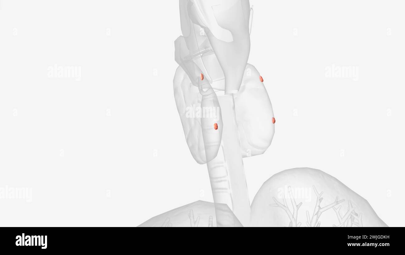 Les glandes parathyroïdes se trouvent derrière l'illustration thyroïdienne 3D. Banque D'Images