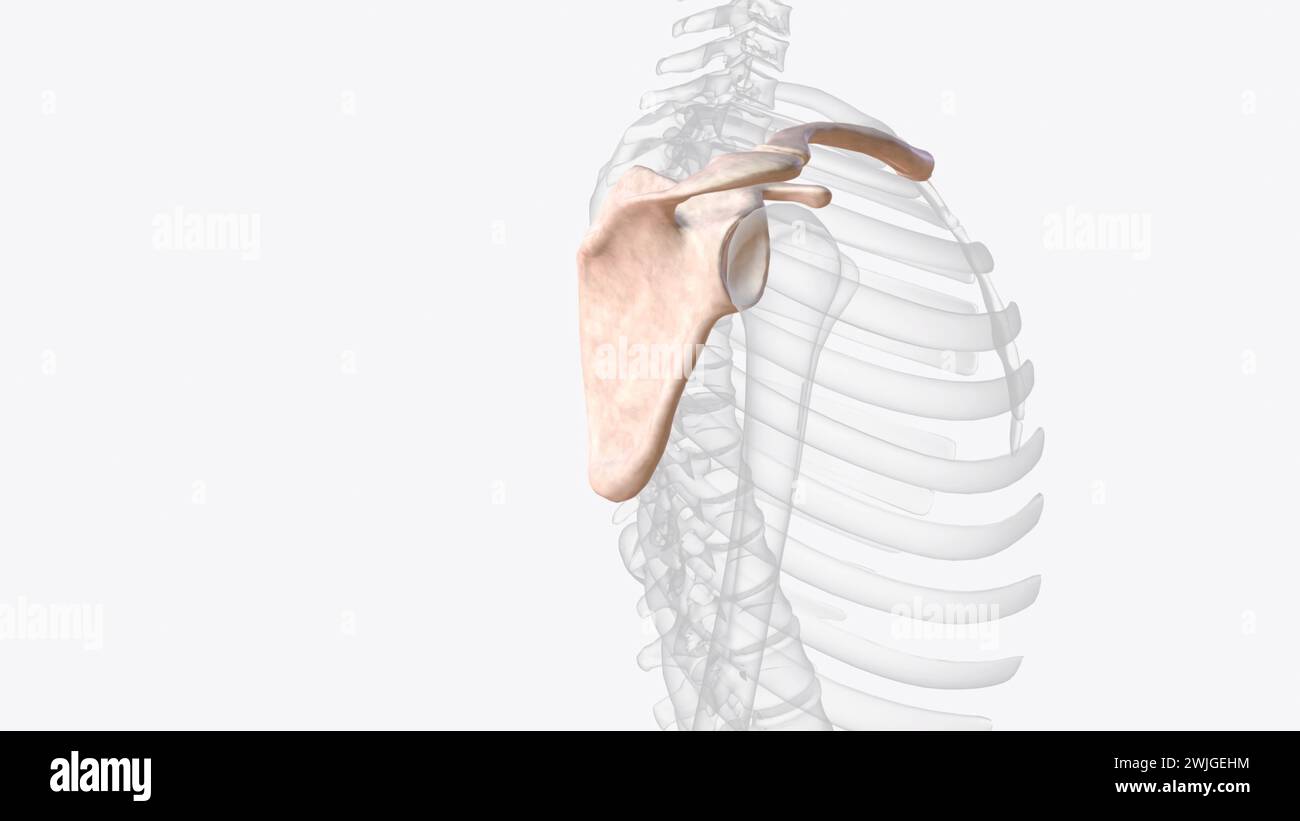 OS de ceinture pectorale droite illustration 3D. Banque D'Images