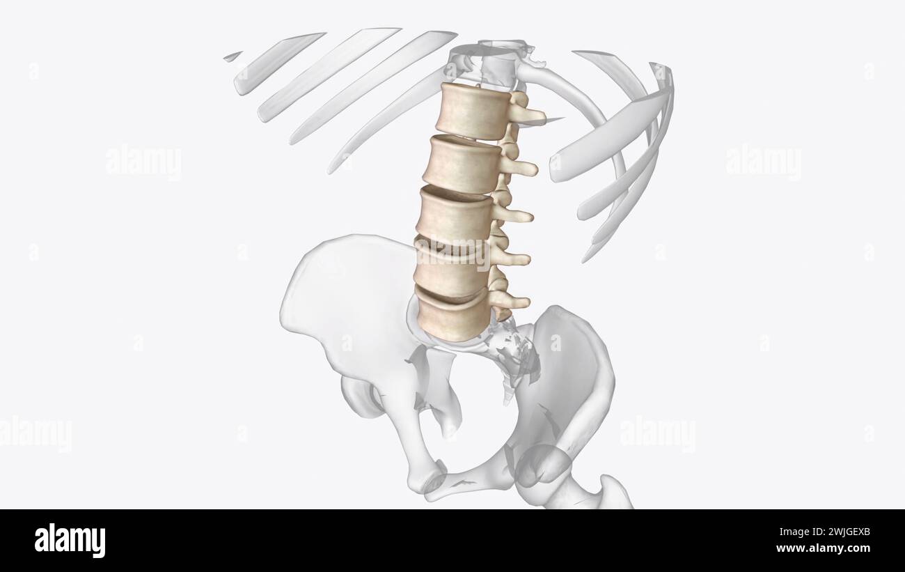 Les vertèbres lombaires sont, en anatomie humaine, les cinq vertèbres situées entre la cage thoracique et le bassin illustré 3D. Banque D'Images