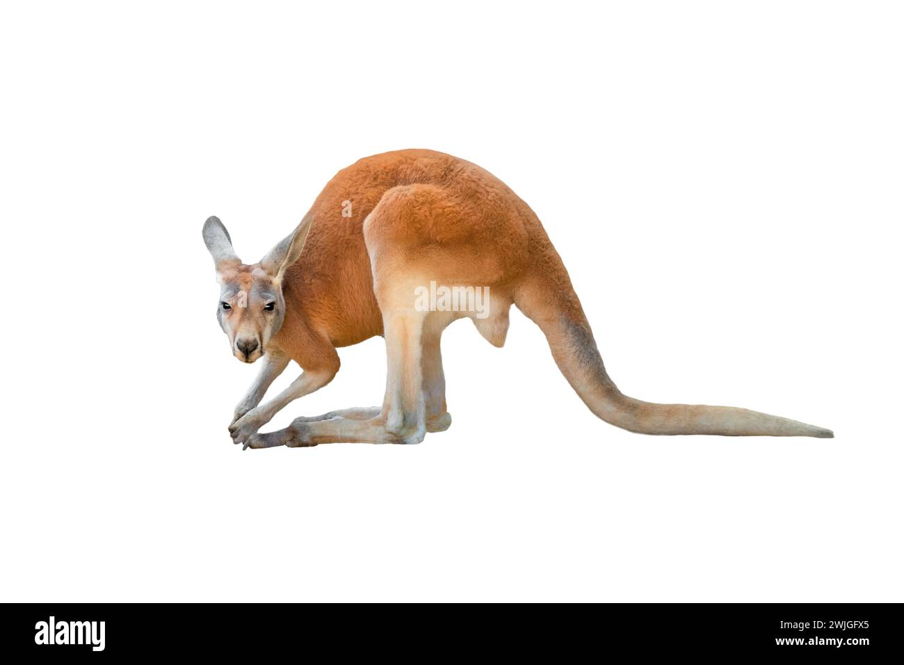 Kangaroo isolé sur fond blanc Banque D'Images