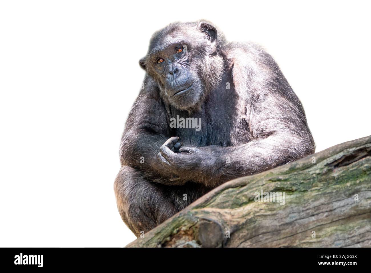 Ghimpanzee isolé sur fond blanc Banque D'Images