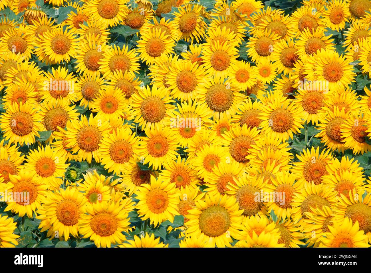 fleurs de tournesol sur un champ le matin Banque D'Images