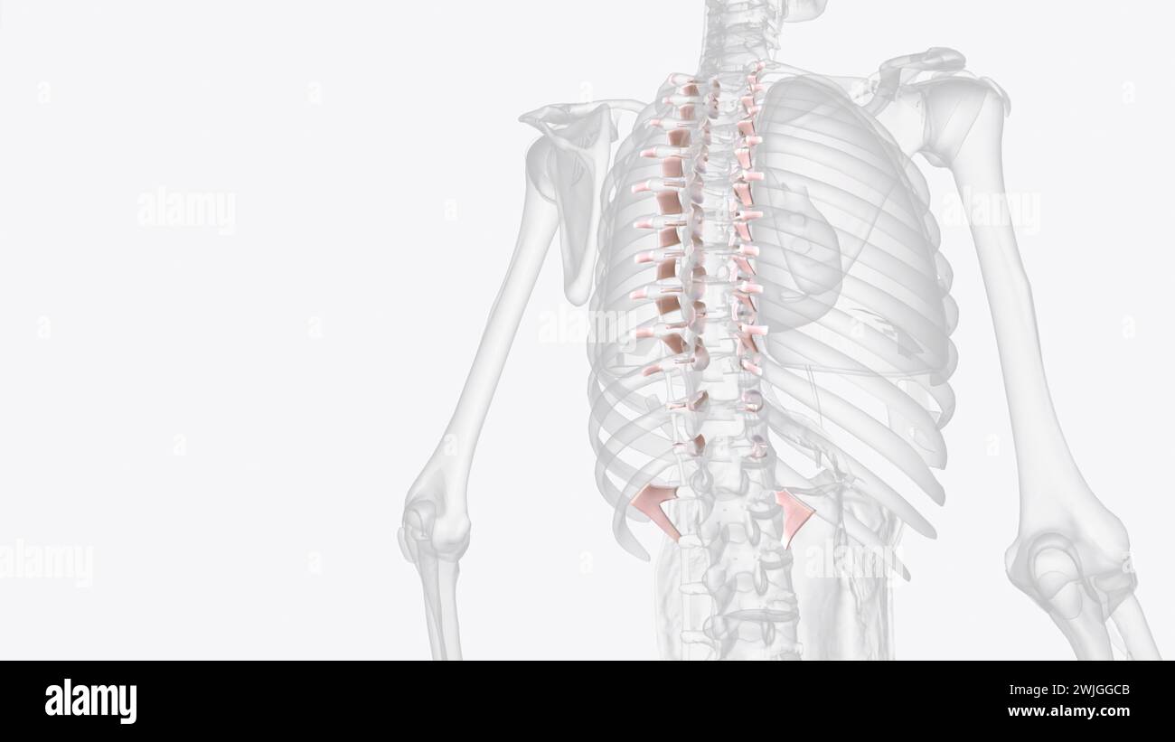 Ligaments articulaires costovertébraux 3e médical Banque D'Images