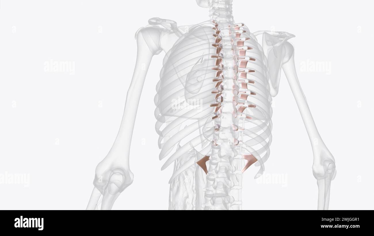 Ligaments articulaires costovertébraux 3e médical Banque D'Images