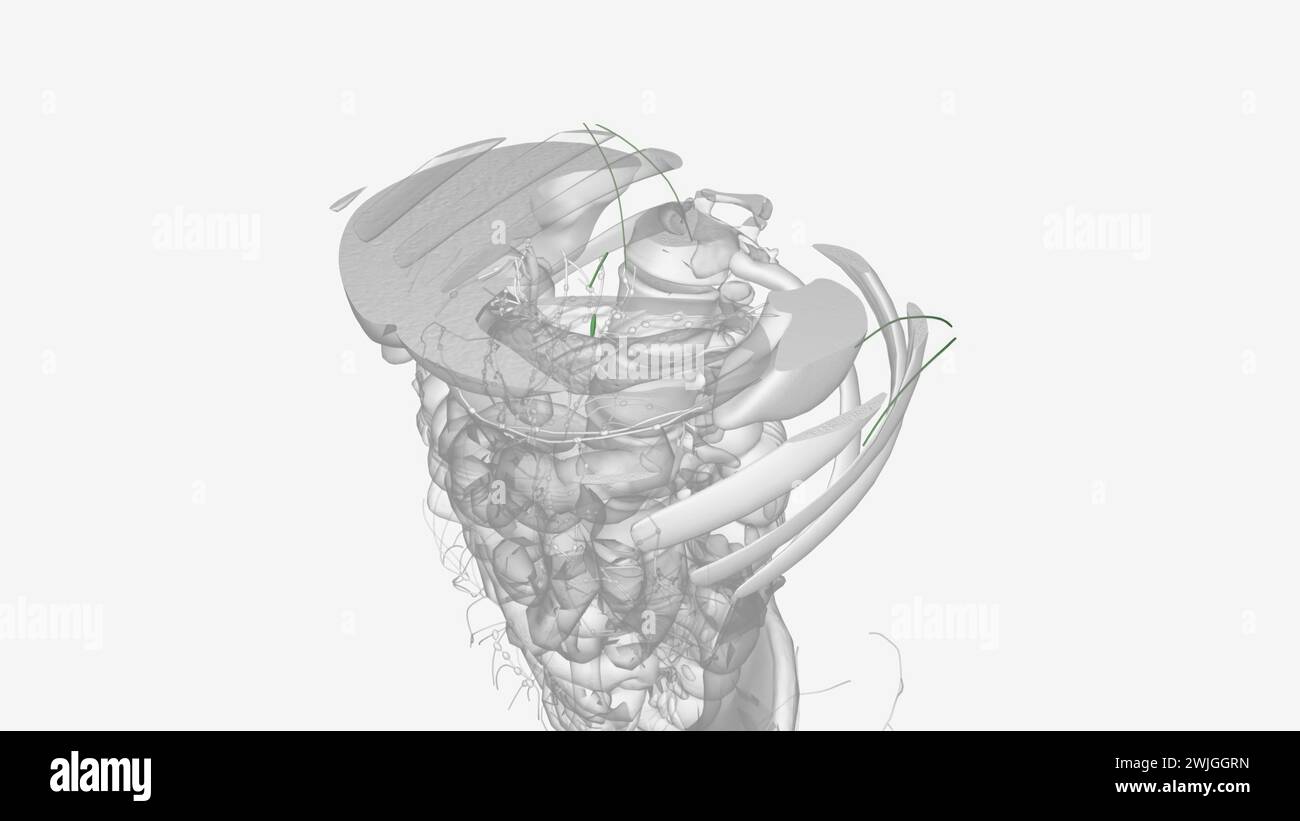 Le canal thoracique et le canal lymphatique droit sont deux canaux lymphatiques majeurs trouvés près de la paroi thoracique postérieure 3D. Banque D'Images