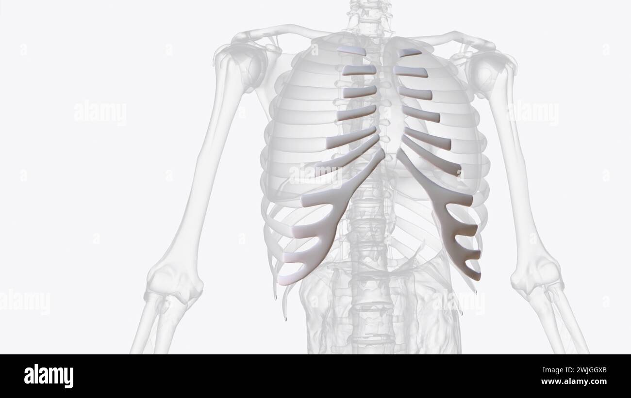 Les cartilages costaux sont des barres de cartilage hyalin qui servent à prolonger les côtes vers l'avant illustration 3D. Banque D'Images