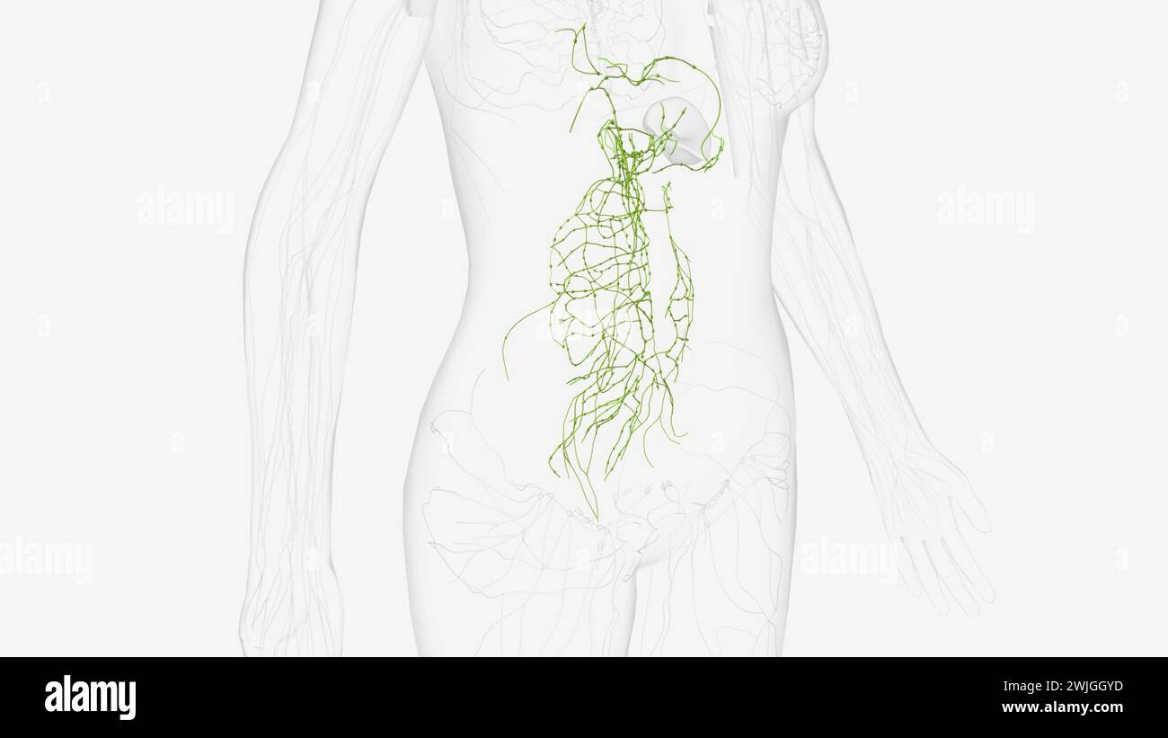 Lymphatiques de l'abdomen et du bassin 3d illustration Banque D'Images