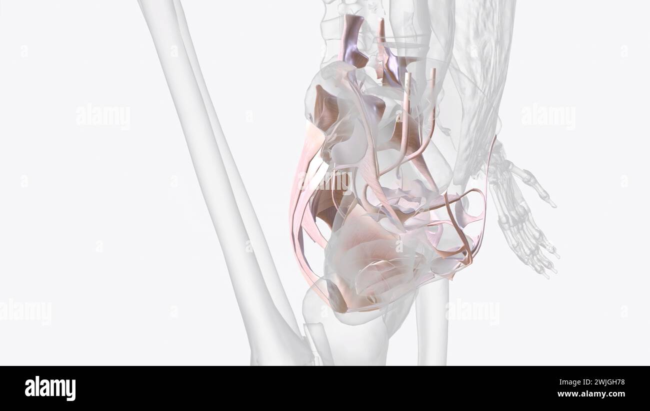 Le tissu conjonctif du bassin 3e médical Banque D'Images