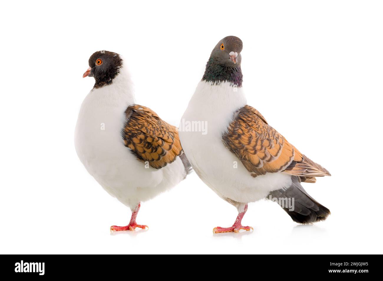 Deux pigeons allemands modena isolés sur fond blanc Banque D'Images Deux pigeons allemands modena isolés sur fond blanc Banque D'Images