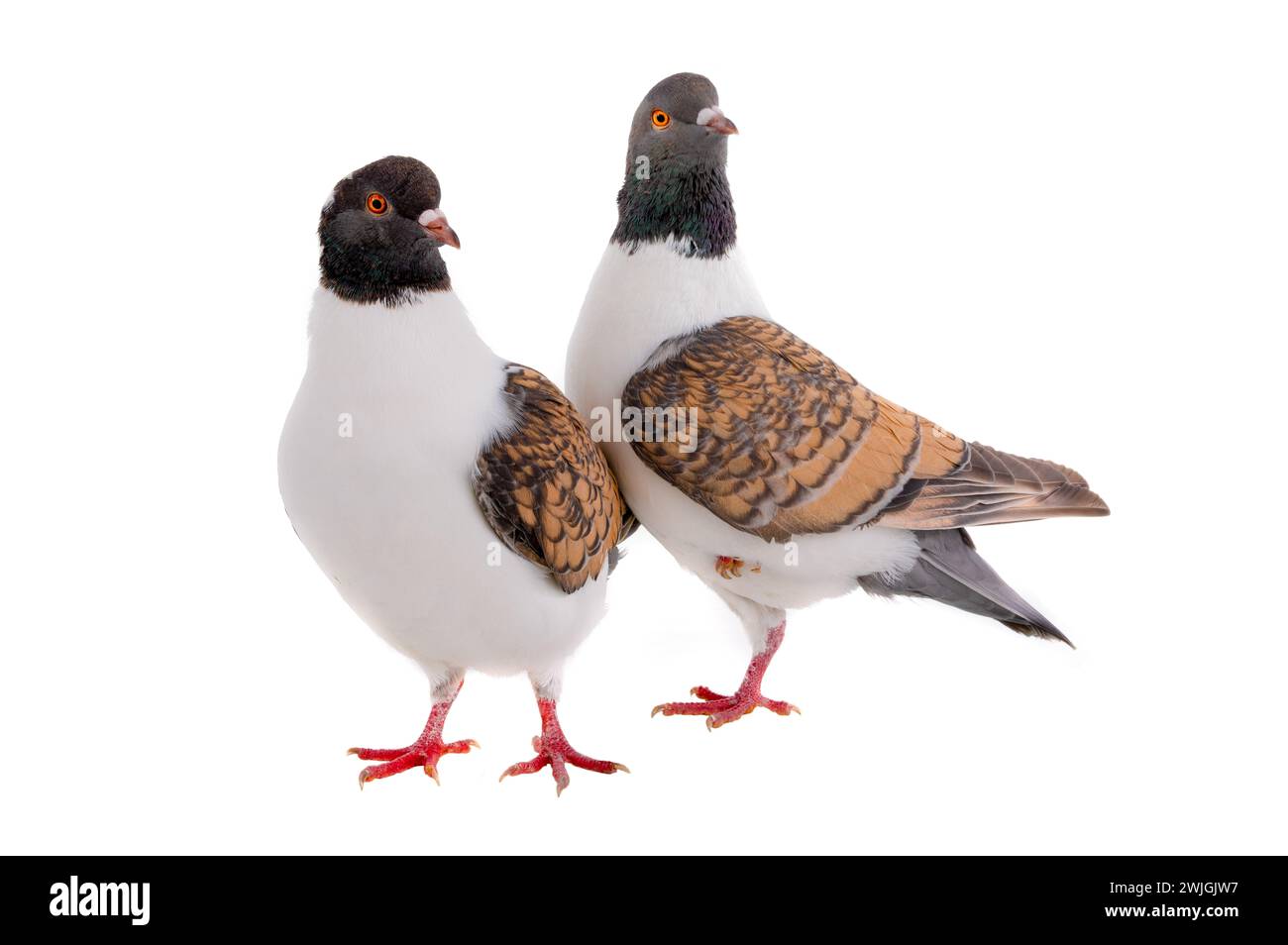 Deux pigeons allemands modena isolés sur fond blanc Banque D'Images Deux pigeons allemands modena isolés sur fond blanc Banque D'Images