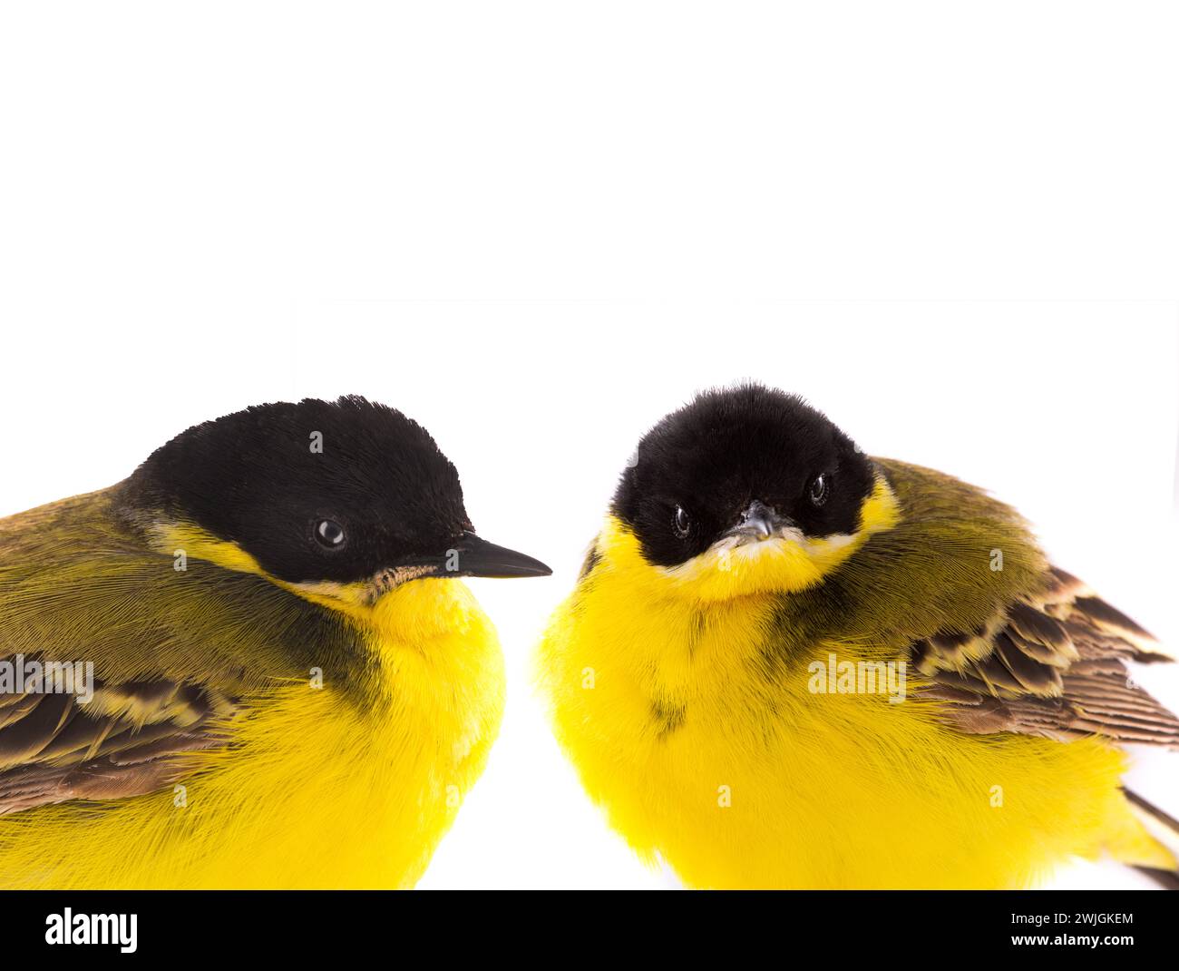 Portrait deux wagtail (Motacilla feldegg) isolé sur un fond blanc en studio Banque D'Images