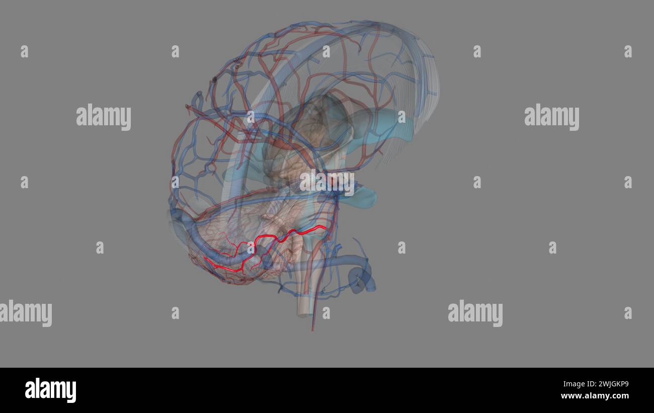 Illustration 3e de l'artère cérébelleuse antérieure inférieure Banque D'Images