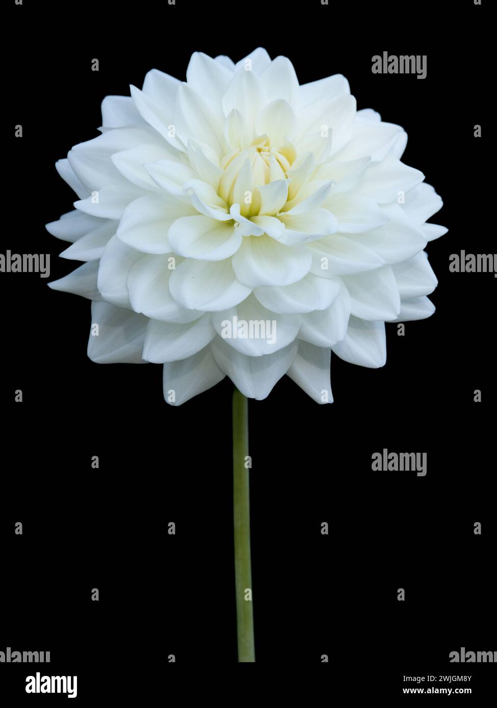 dahlia blanc isolé avec longue tige Banque D'Images
