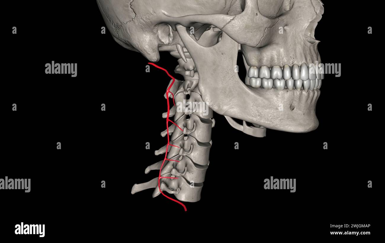 L'artère cervicale profonde (profunda cervicalis) est une artère du cou illustration 3D. Banque D'Images