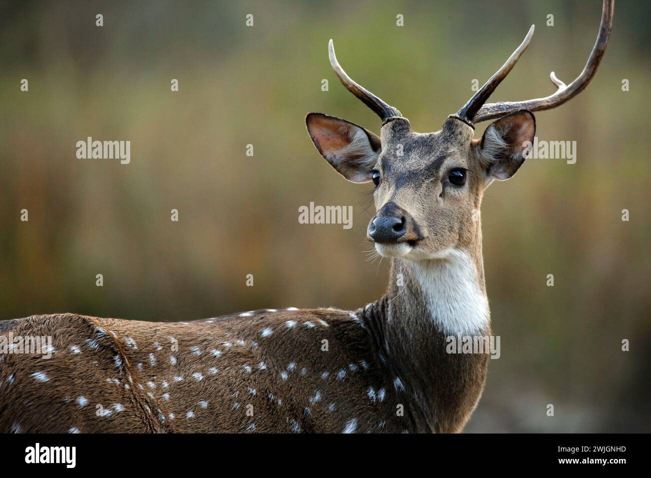 Cerf maculé (axe – alias Chital, cerf d'axe). Parc national Jim Corbett, Inde Banque D'Images