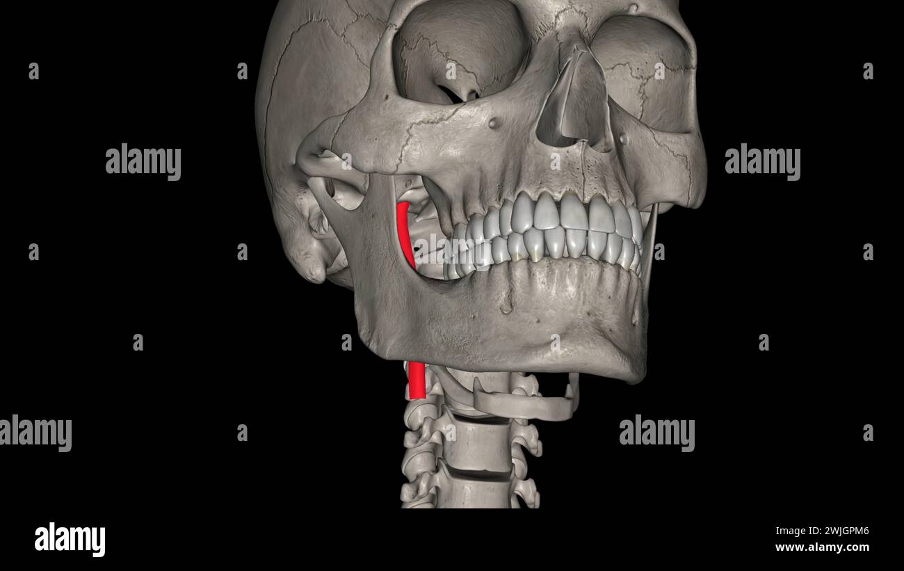 Les artères carotides internes sont des branches des artères carotides communes qui bifurquent dans l'illustration 3D interne Banque D'Images