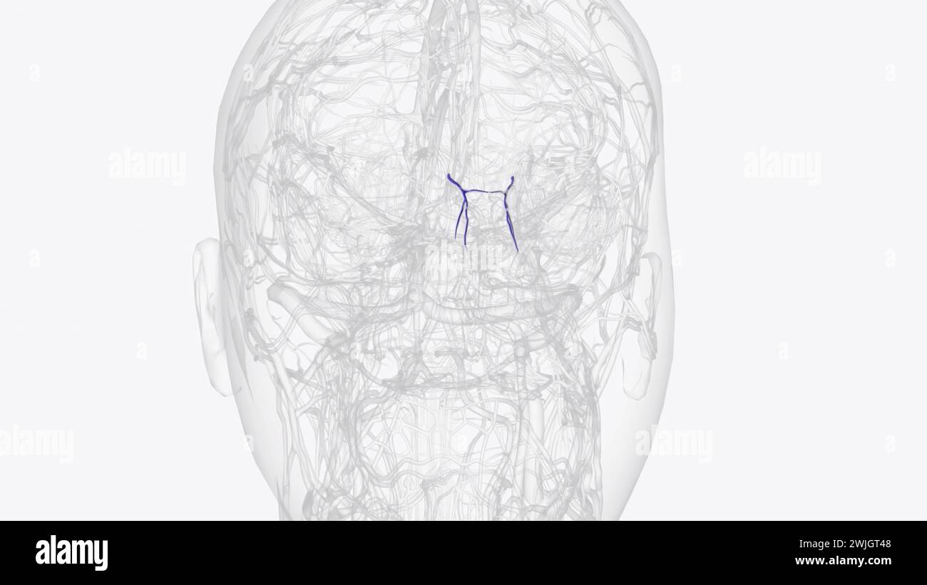 Le nez externe reçoit l'alimentation vasculaire via l'illustration 3d nasale dorsale Banque D'Images