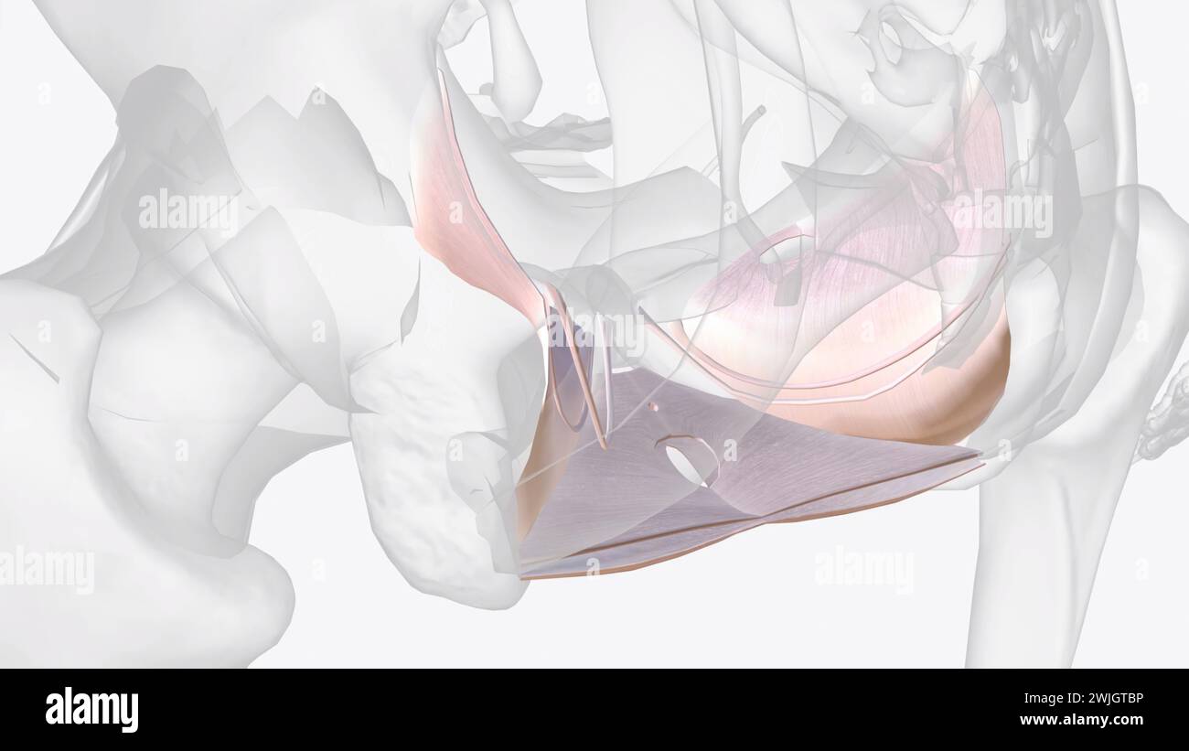 Le fascia pelvien viscéral est une condensation de tissu conjonctif qui découle du fascia pariétal latéralement 3D. Banque D'Images