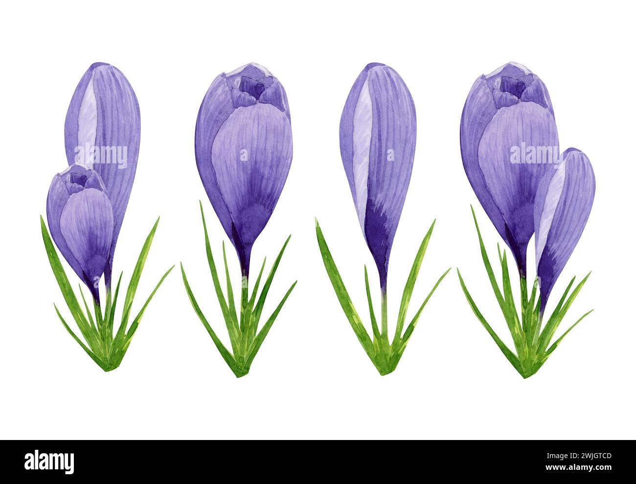 Un ensemble de crocus violets, fleurs de printemps. Illustration florale aquarelle peinte à la main. Élément de conception pour étiquette, paquet, carte postale, invitation, autocollant Banque D'Images