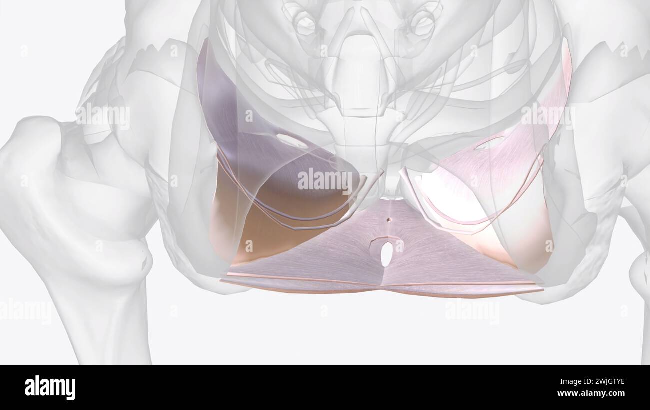 Le fascia pelvien viscéral est une condensation de tissu conjonctif qui découle du fascia pariétal latéralement 3D. Banque D'Images