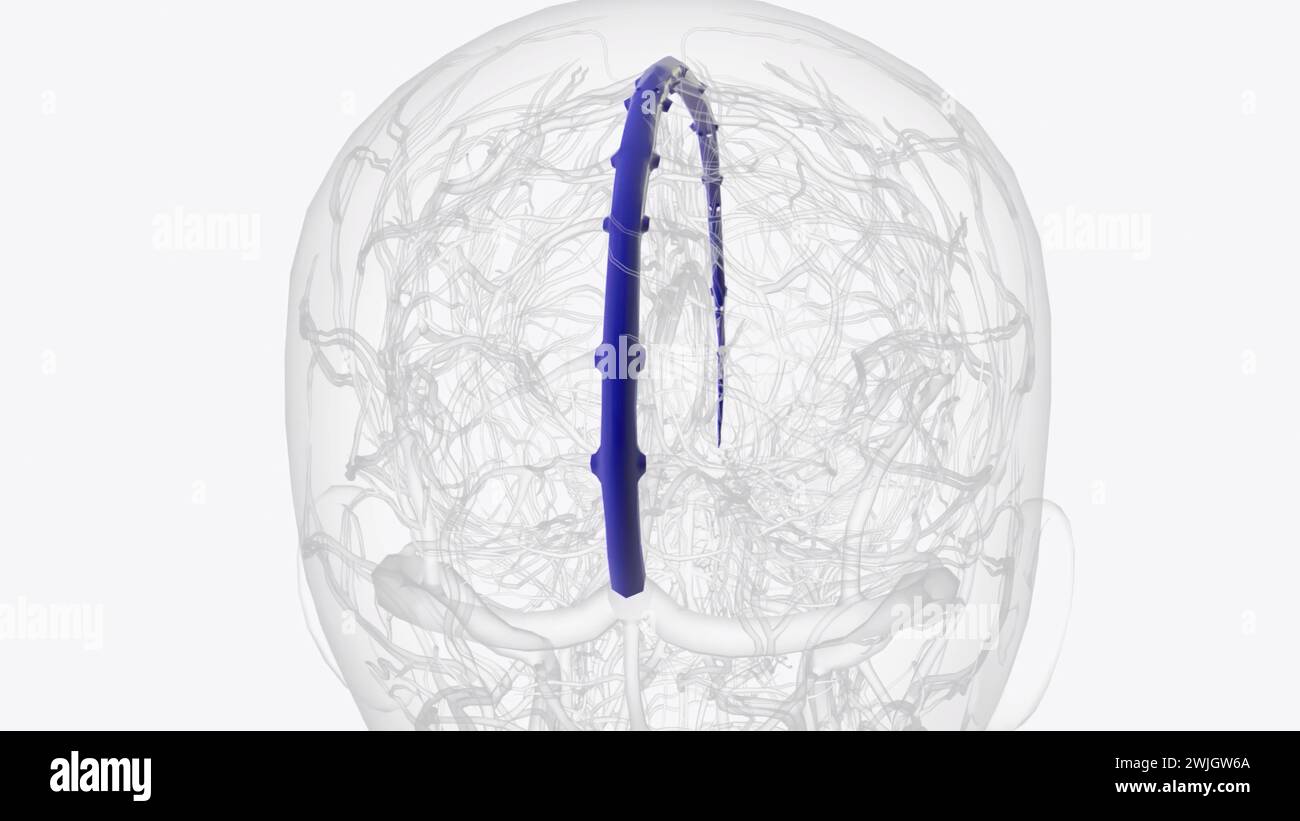 Le sinus sagittal supérieur est l'un des nombreux espaces endothéliaux du cerveau connus collectivement sous le nom de sinus veineux dural 3d illustration Banque D'Images