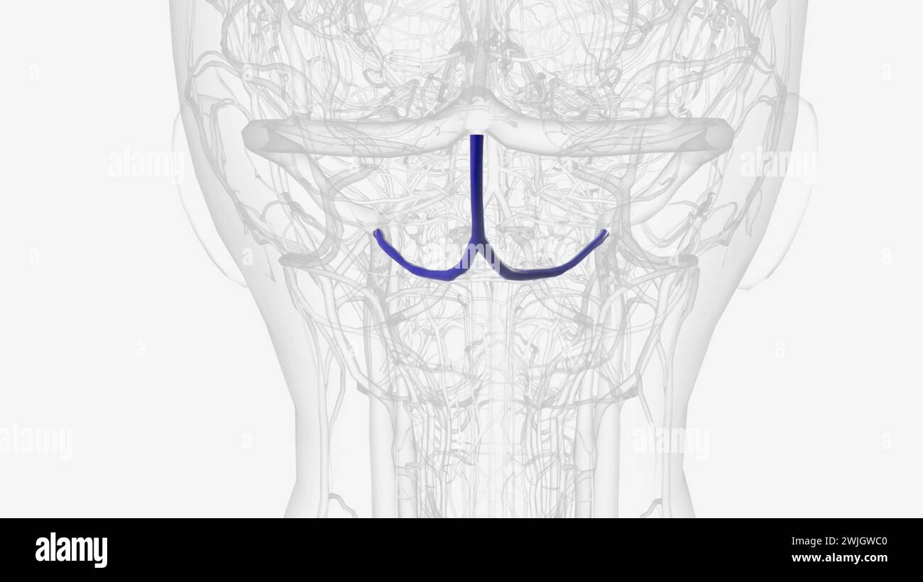 Le sinus occipital est le plus petit des sinus veineux duraux illustration 3d il est généralement non apparié, et est parfois complètement absent illustration 3d Banque D'Images