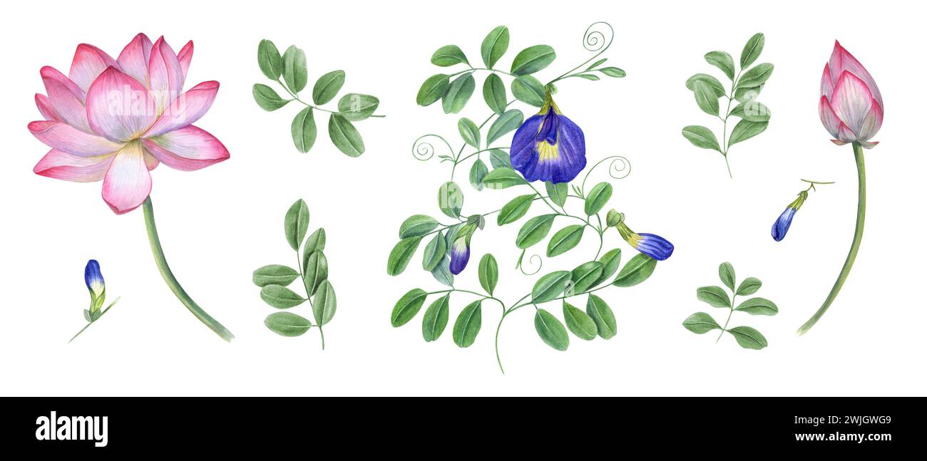 Ensemble de clitoria bleu ternatea, fleur de lotus. Nénuphars, wisteria. Bourgeon, fleur, feuille, tige. Fleur de pois papillon, lotus sacré. Banque D'Images