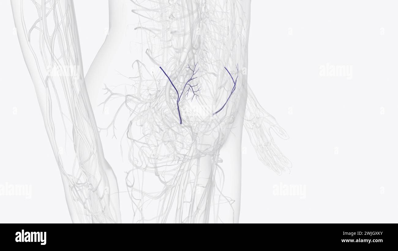 la veine iliaque circonflexe est formée par l'union des veines comitantes de l'artère circonflexe iliaque profonde, et rejoint la veine iliaque externe Banque D'Images