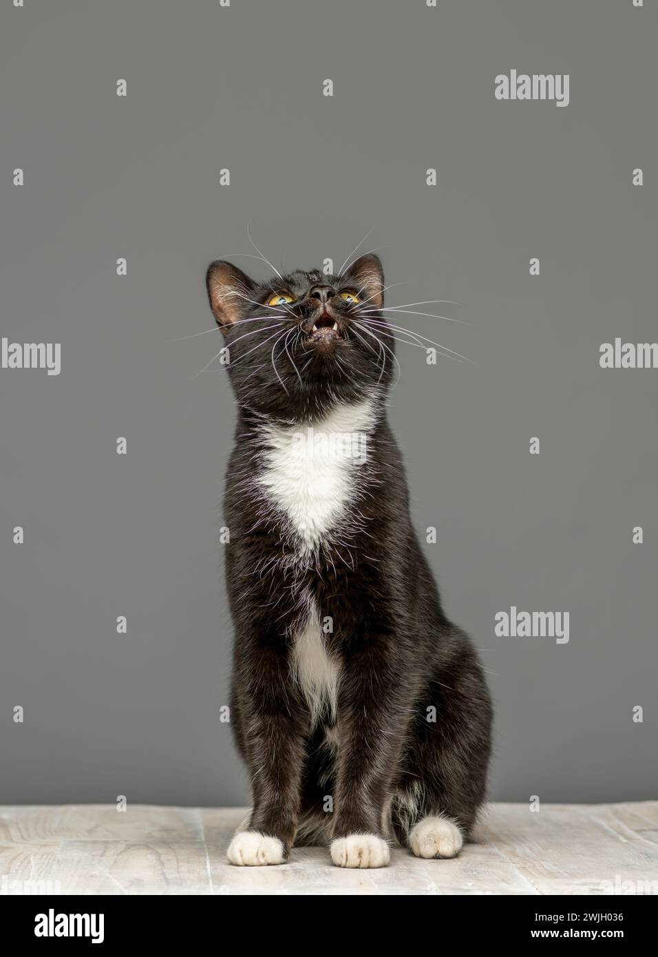 Photo studio d'un chat noir et blanc regardant vers le haut, assis sur une table blanchie à la chaux. Vu sur fond gris. Banque D'Images