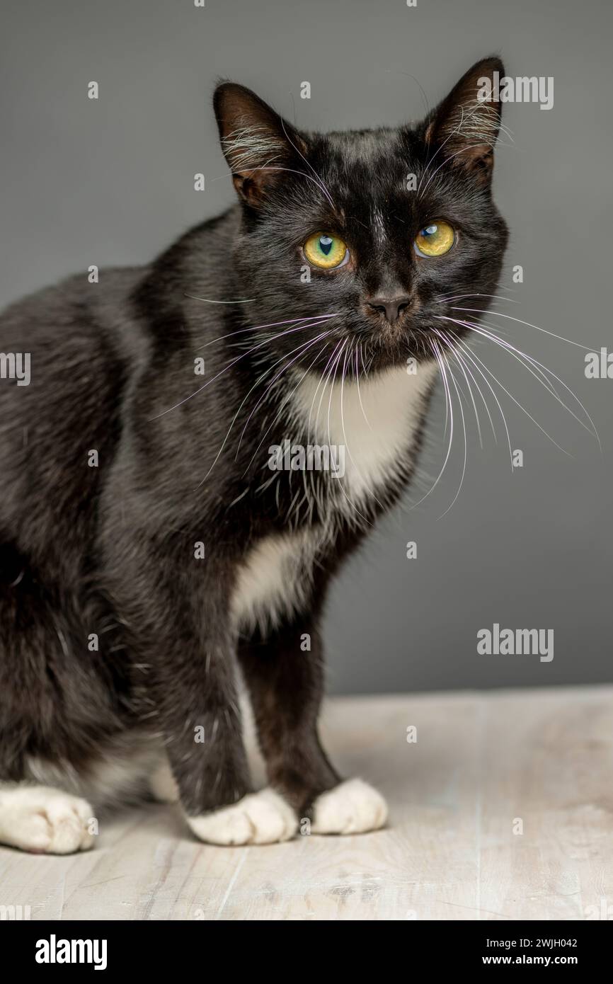 Photo en studio d'un chat noir et blanc adulte aux cheveux courts regardant la caméra, assis sur une table blanchie à la chaux vue sur un fond gris. Banque D'Images