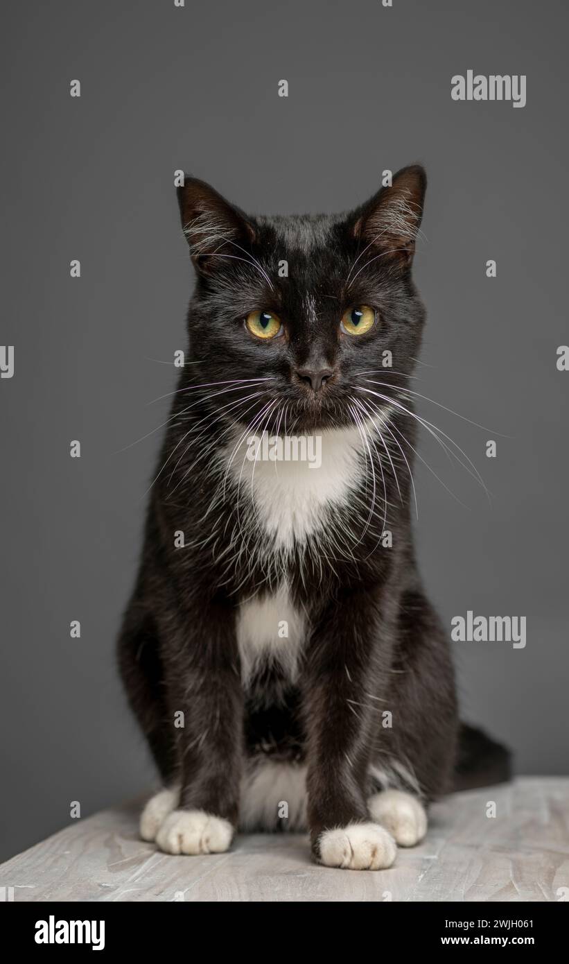 Photo studio d'un chat noir et blanc assis sur une table blanchie à la chaux. Vu sur fond gris. Banque D'Images