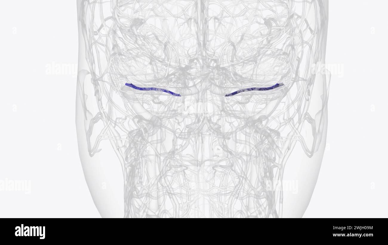 Le sinus pétrosal supérieur est l'un des sinus veineux duraux situés sous l'illustration 3d du cerveau Banque D'Images