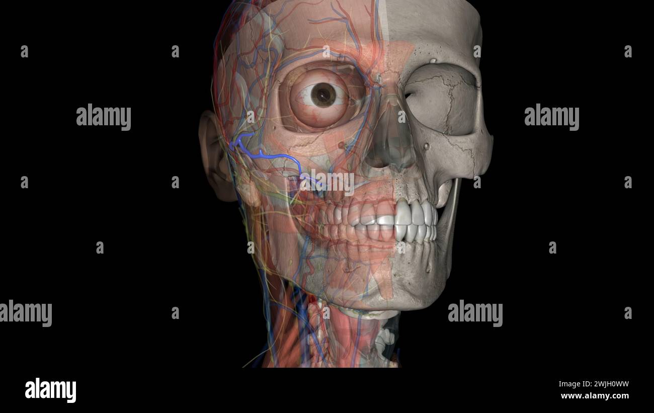 L'artère faciale transversale est une artère qui se ramifie de l'artère temporale superficielle et traverse l'illustration 3D. Banque D'Images