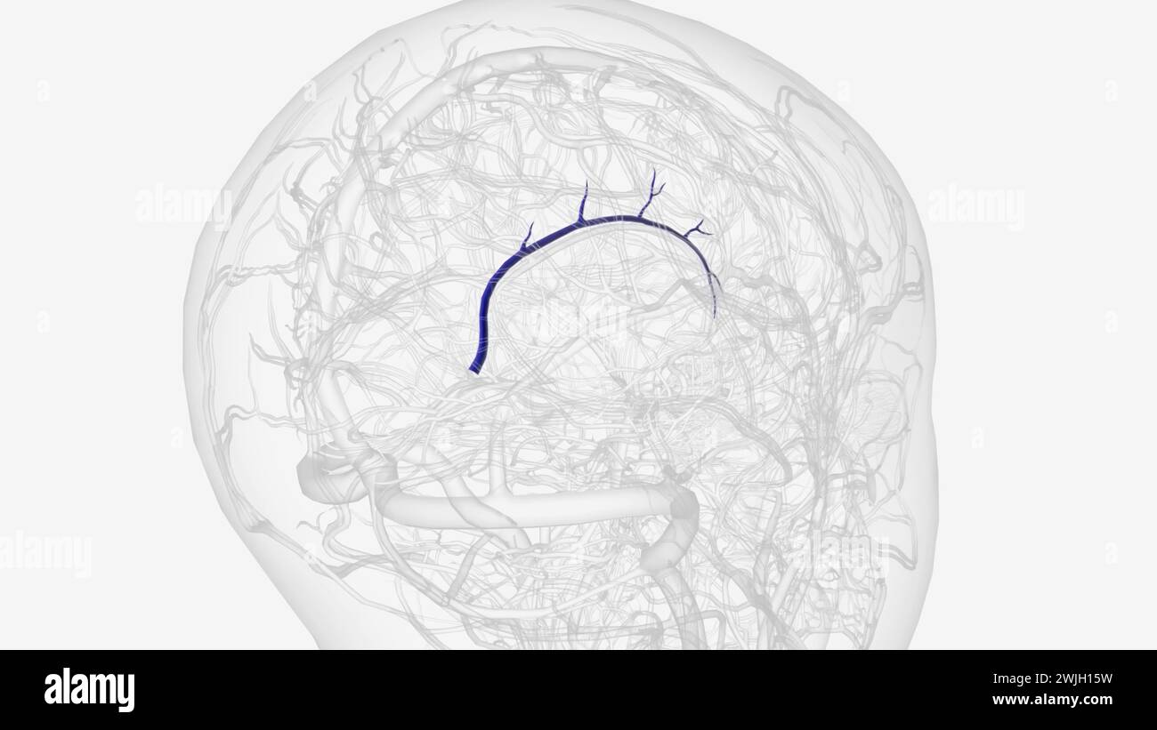 Le sinus sagittal inférieur est un sinus veineux dural trouvé dans la marge libre inférieure de la fausse cérébrale 3D. Banque D'Images