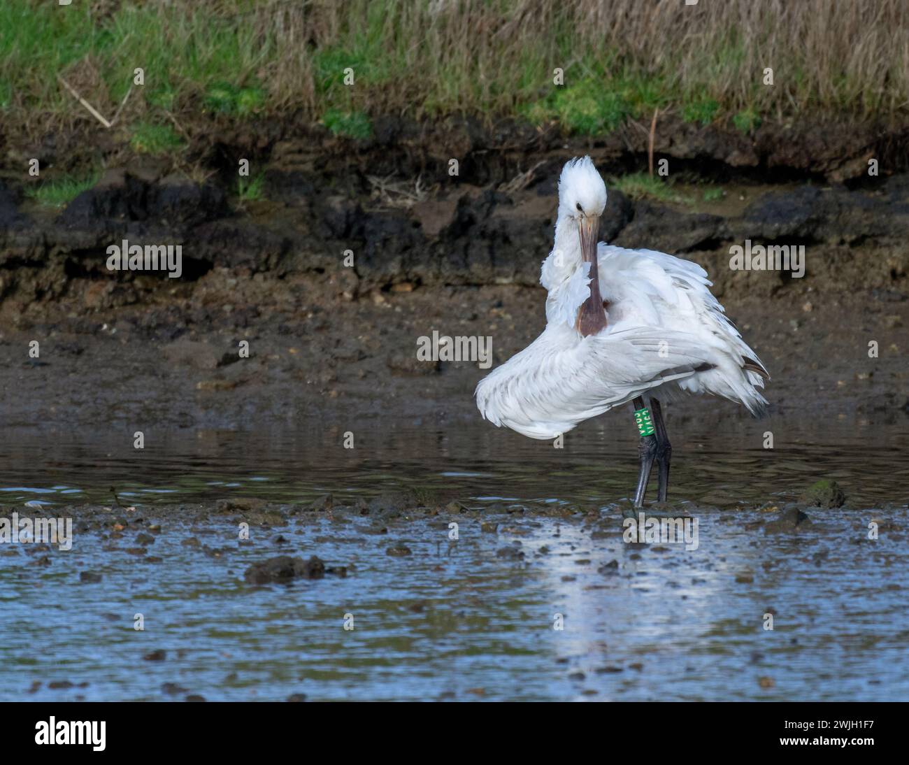 Juvénile Spoonbill originaire du Danemark, mais a migré vers la région plus chaude des Cornouailles du Royaume-Uni pour l'hiver. Banque D'Images